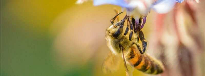 Bienenfutter
