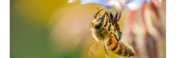 Bienenfutter