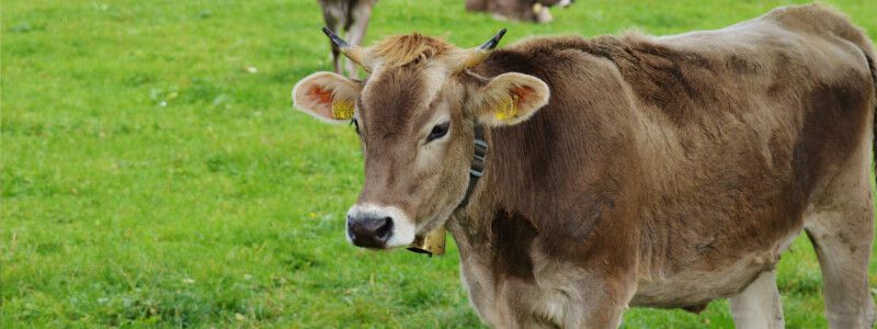 Cattle salt