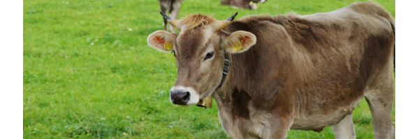 Cattle salt
